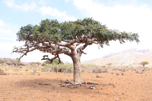 Essential oil Spotlight - Frankincense